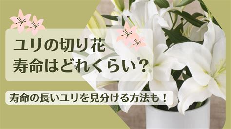 百合の花の寿命: 枯れるまでの過程とケア方法