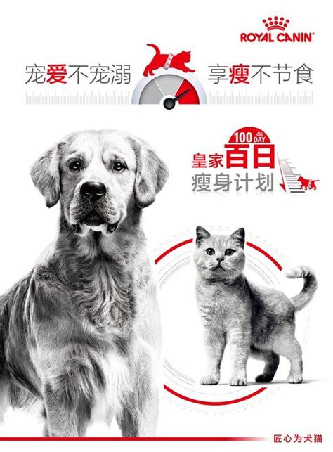 皇家寵物食品：讓你的愛犬享受尊貴饗宴