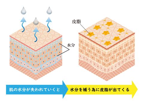 皮脂の過剰分泌