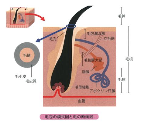 皮膚と被毛の健康を保つ: