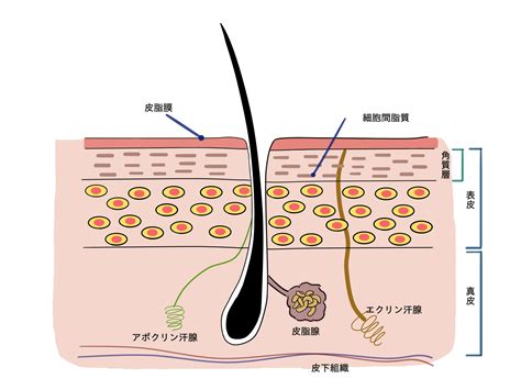 皮膚の脂質分泌が多い