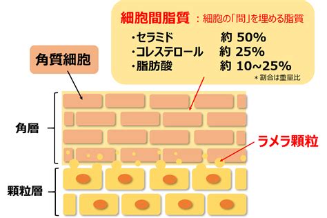 皮膚の脂質分泌量が多い：