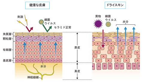 皮膚保護の包括的ガイド: 安全で健康的な肌を保つ