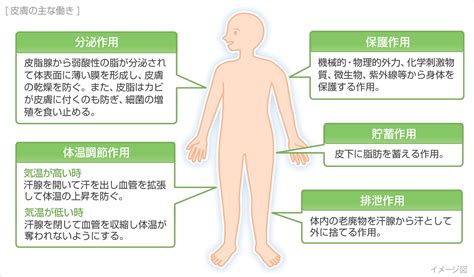 皮膚疾患の原因