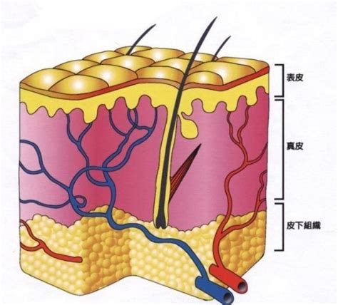 皮膚的結構和功能