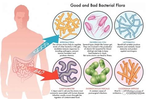 益生菌在肠道中的作用