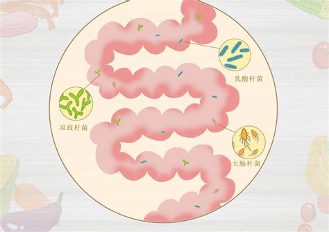 益生菌的功效：促进健康，对抗疾病