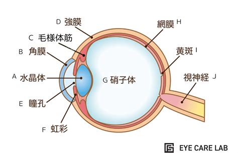 目の構造：