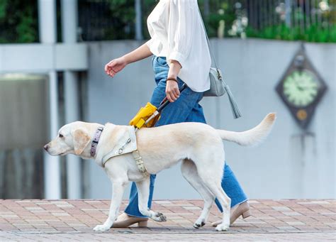 盲導犬があなたの生活を変える方法