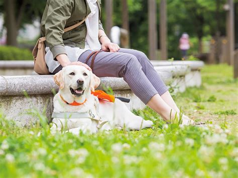 盲導犬が引退するとき