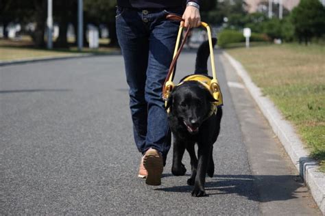 盲導犬ってどんな犬種？