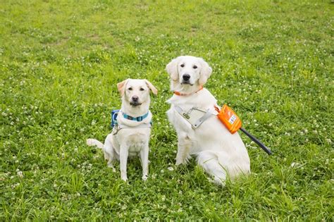 盲導犬として活躍する犬種