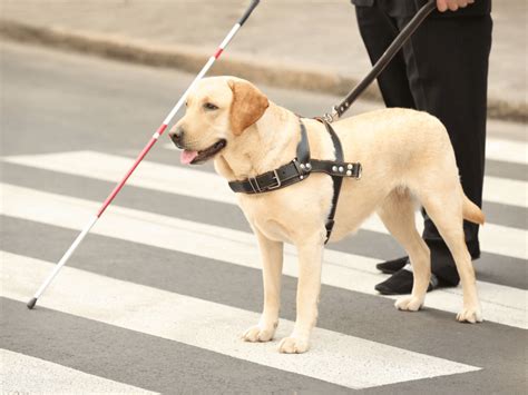 盲導犬と法律：あなたの大切なパートナーを守るためのガイド