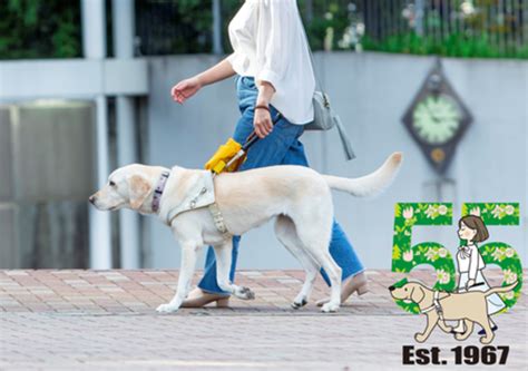 盲導犬と社会 ～見えぬ世界に光を灯す天使たち～