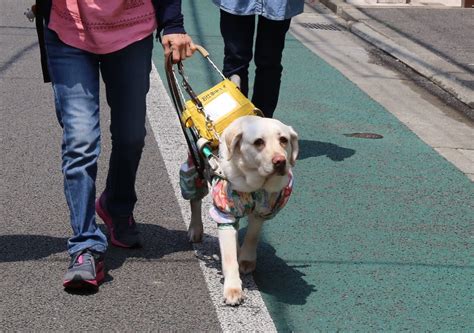 盲導犬について