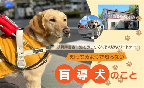 盲導犬について: 視覚障害者を支えるかけがえのないパートナー