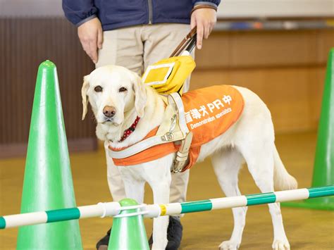 盲導犬になるまで：訓練から認定までの道のり