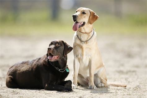 盲導犬に適した犬種