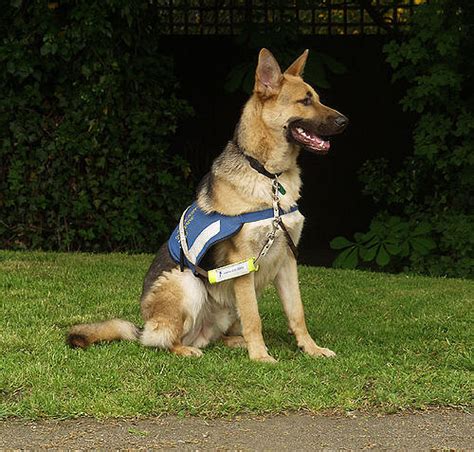 盲導犬に適した犬種：究極のガイド