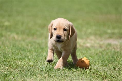 盲導犬のパピーウォーカー: 視覚障害を持つ人々の生活を変える尊い役割