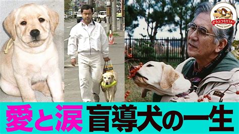 盲導犬の仔犬を育てる包括ガイド