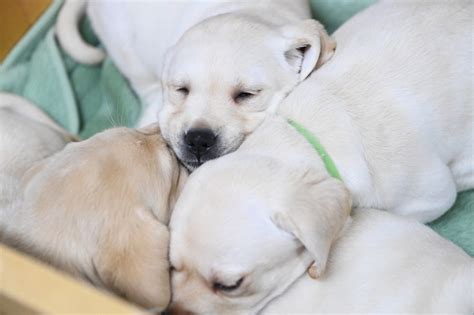 盲導犬の子犬