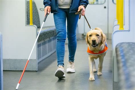 盲導犬の寿命：知っておきたいこと