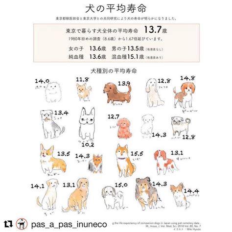 盲導犬の平均寿命