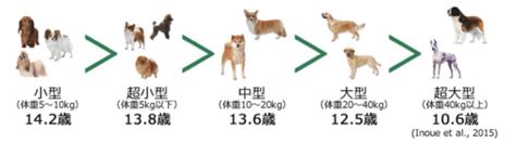 盲導犬の平均寿命は8〜10年