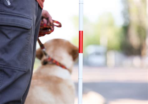 盲導犬の役割と意義