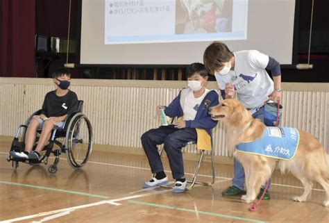 盲導犬の役割と重要性