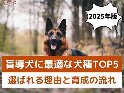 盲導犬の犬種と最適な選択方法: 包括的なガイド