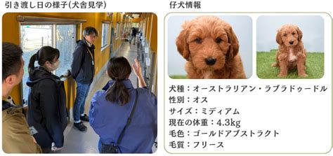 盲導犬の犬種：パートナーシップの完璧な相棒