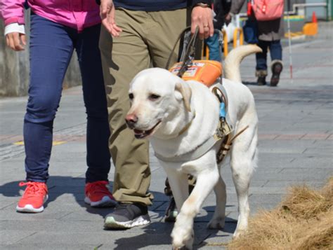 盲導犬の笑顔のために、私たちができること ～チャリティーグッズで愛を届けよう～