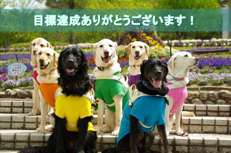 盲導犬の育成と訓練：包括ガイド