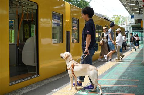 盲導犬の育成と訓練：盲導犬育成センターの包括的なガイド