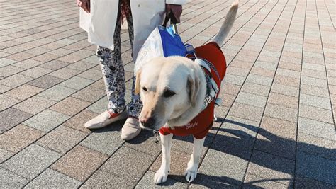 盲導犬の訓練費用は高額