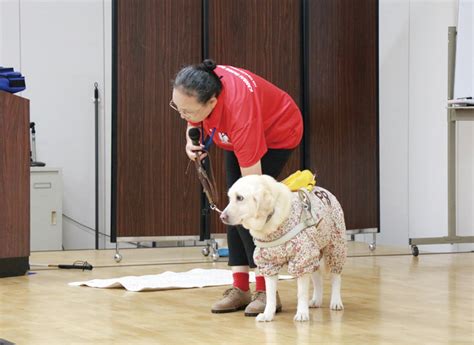 盲導犬センターで学ぶ: 障がい者の自立支援のための総合ガイド