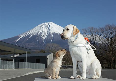 盲導犬センター：目の不自由な方々の自立をサポートする