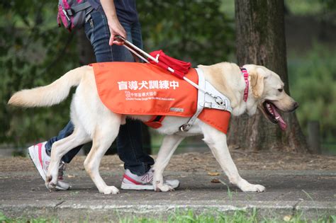 盲導犬センター：視覚障害者の自立と生活向上を支援する施設