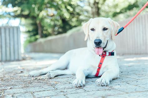 盲導犬パピーウォーカー、その役割と意義を徹底解説