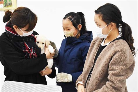 盲導犬候補の子犬を託され、家庭で大切に育てながらしつけを行うボランティア