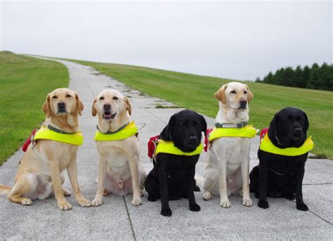 盲導犬協会グッズで、盲導犬と盲導犬ユーザーを応援しよう！