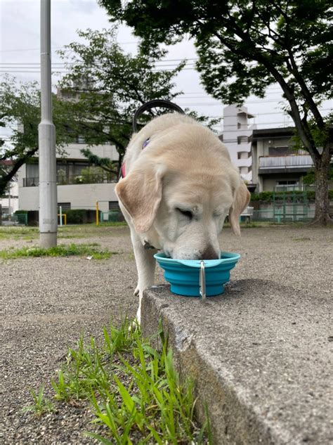 盲導犬引退後のその後～新たな道と幸せな生活～