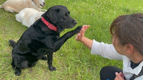 盲導犬引退後の豊かな生活を支援するために