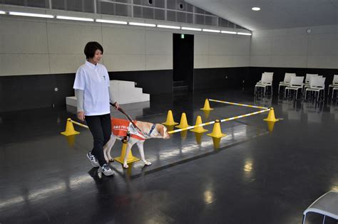 盲導犬訓練センター完全ガイド