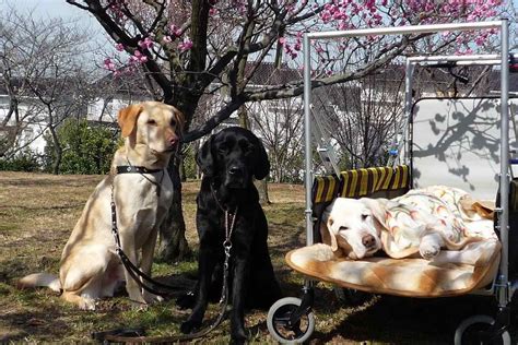 盲導犬 引退後の生活 〜愛犬との新たな日々〜