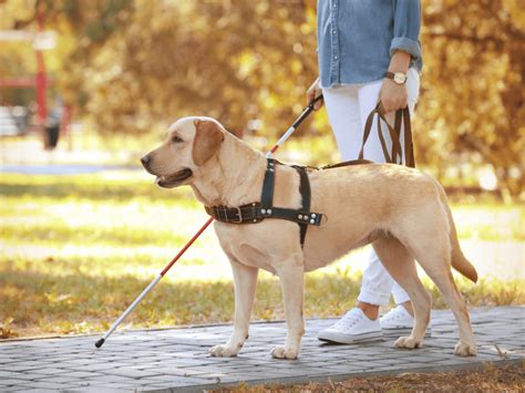 盲導犬 犬種：不可欠な同行者の役割と適性