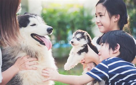 相模動物医療センターで最善のペットケアを受けよう！