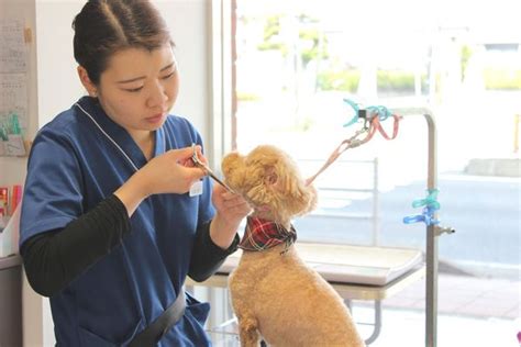 相模総合どうぶつ医療センターのすべて：高度な医療提供から予防ケアまで